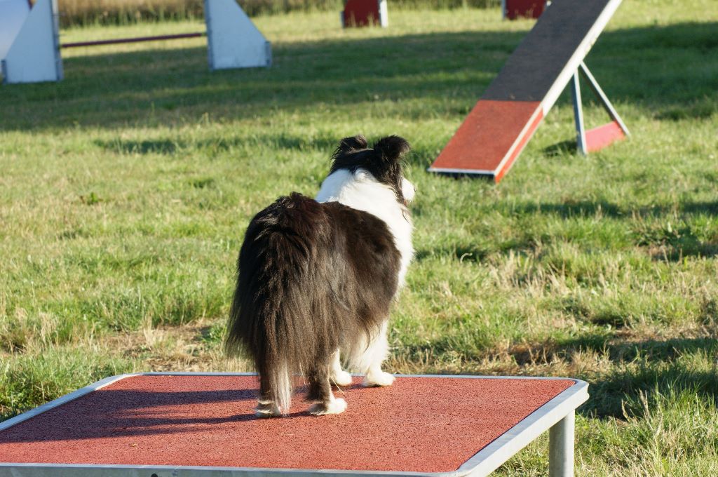 Domaine Du Trimaleï - Monitorat agility !