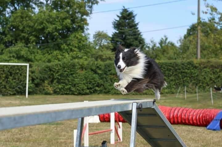 Domaine Du Trimaleï - agility à l'honneur !