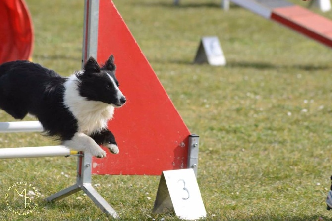 Domaine Du Trimaleï - Agility 