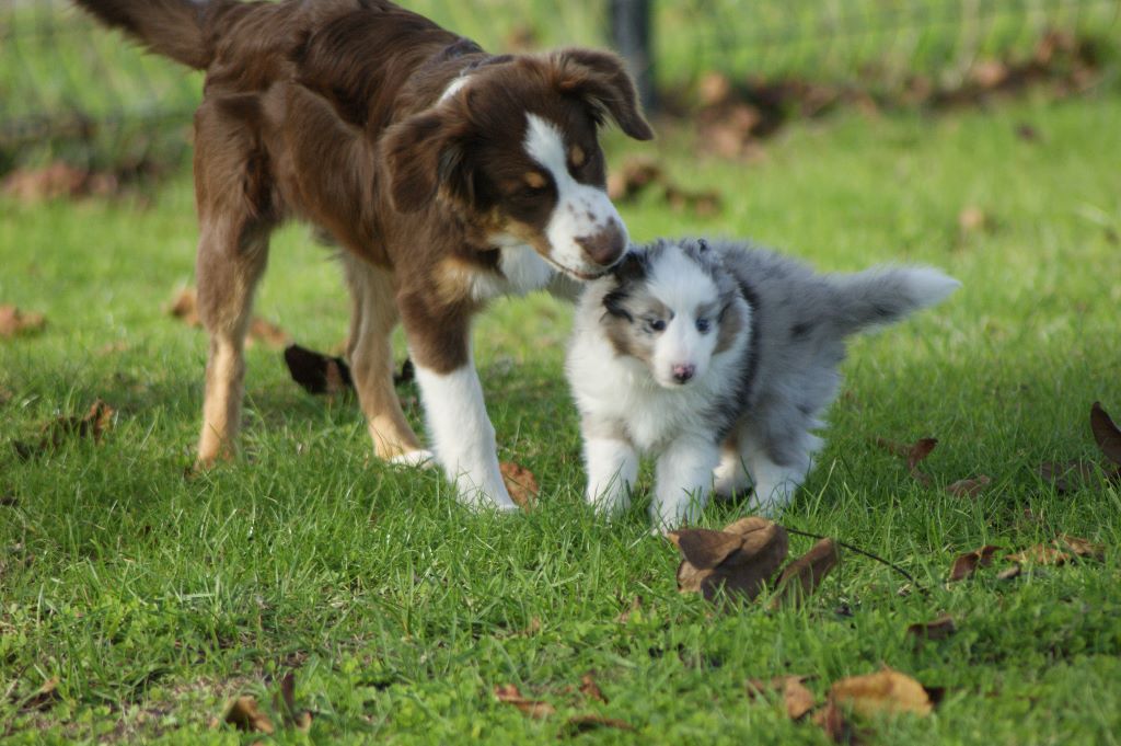 Domaine Du Trimaleï - plus de chiots disponibles !