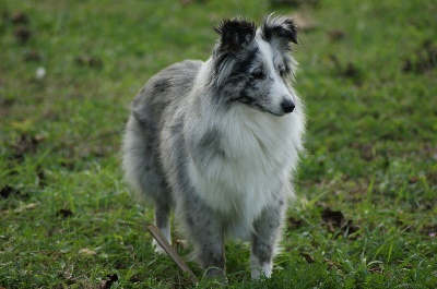 Domaine Du Trimaleï - agility