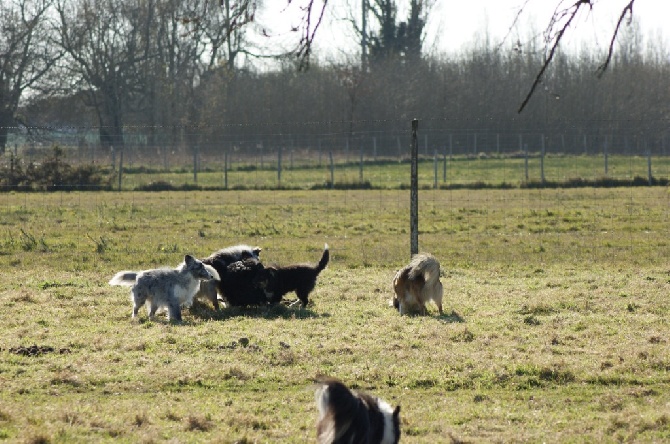 Domaine Du Trimaleï - Diplôme d'éducateur canin niveau 1 