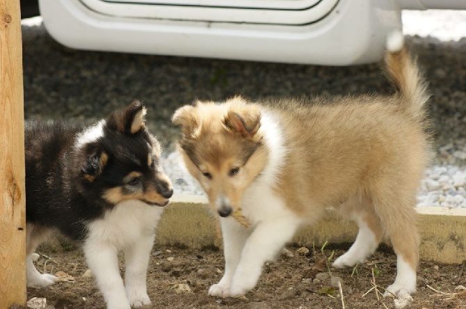 Domaine Du Trimaleï - plus de chiots disponibles !