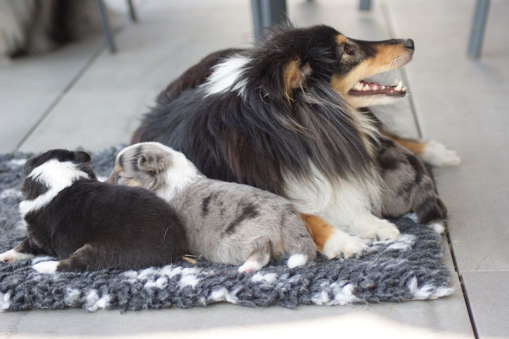 Domaine Du Trimaleï - Shetland Sheepdog - Portée née le 17/05/2019