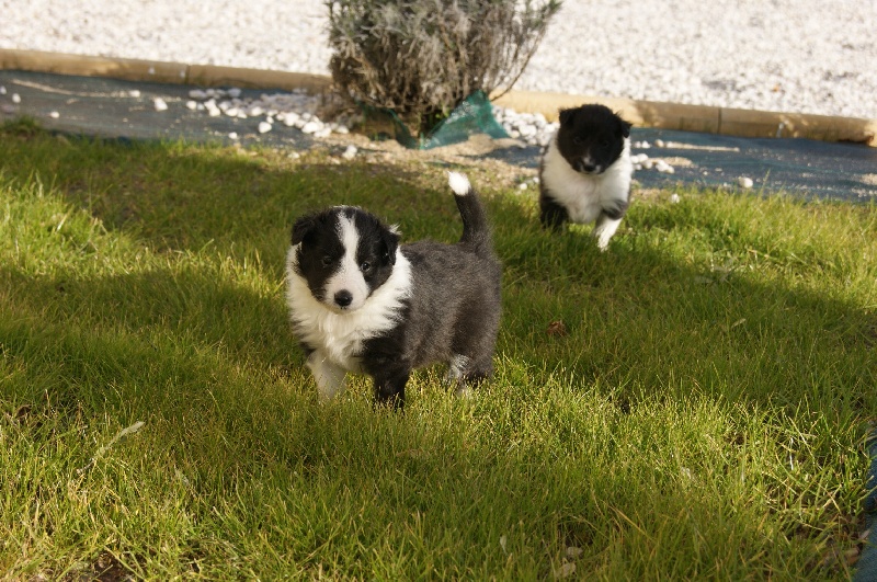 Domaine Du Trimaleï - Shetland Sheepdog - Portée née le 15/11/2013