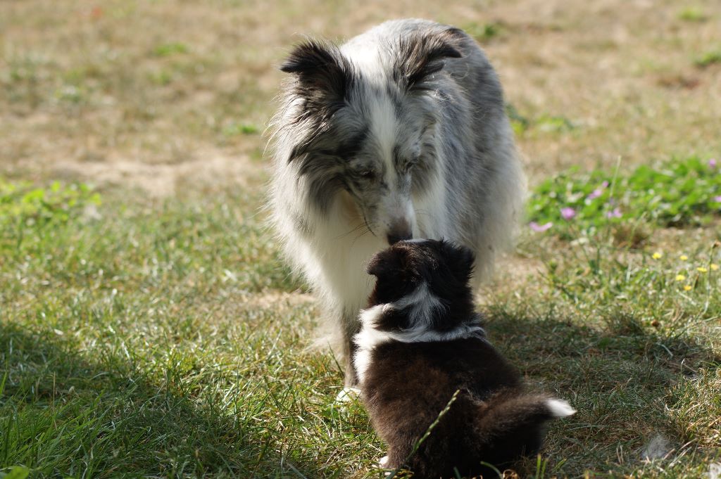 Domaine Du Trimaleï - Shetland Sheepdog - Portée née le 21/07/2017