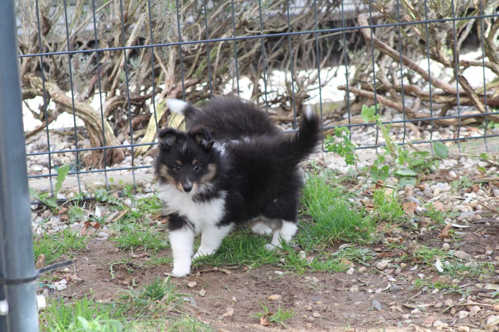 Domaine Du Trimaleï - Chiot disponible  - Shetland Sheepdog