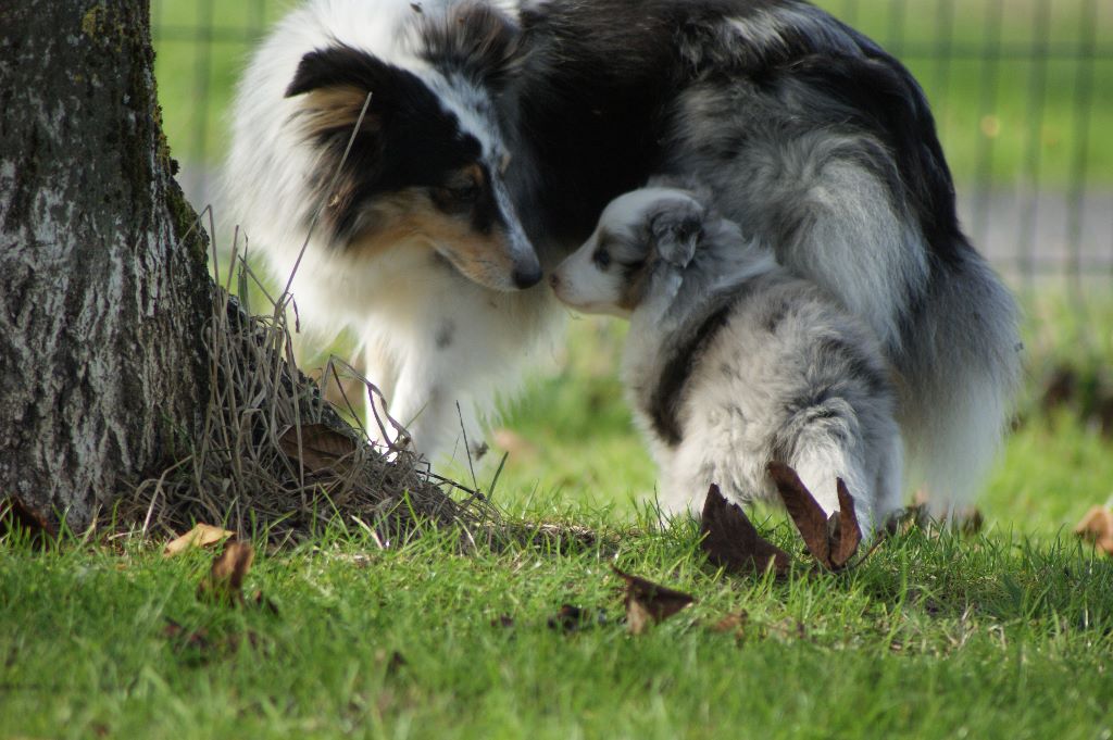 Domaine Du Trimaleï - Shetland Sheepdog - Portée née le 26/09/2018