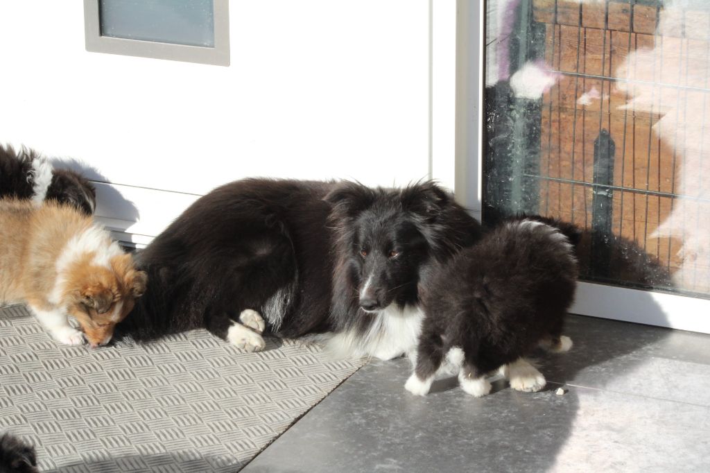 chiot Shetland Sheepdog Domaine Du Trimaleï