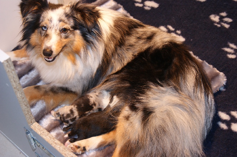 Domaine Du Trimaleï - Shetland Sheepdog - Portée née le 27/02/2013