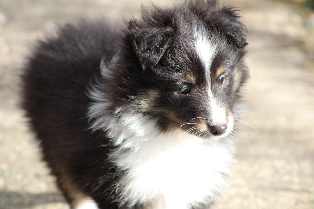 Domaine Du Trimaleï - Chiot disponible  - Shetland Sheepdog