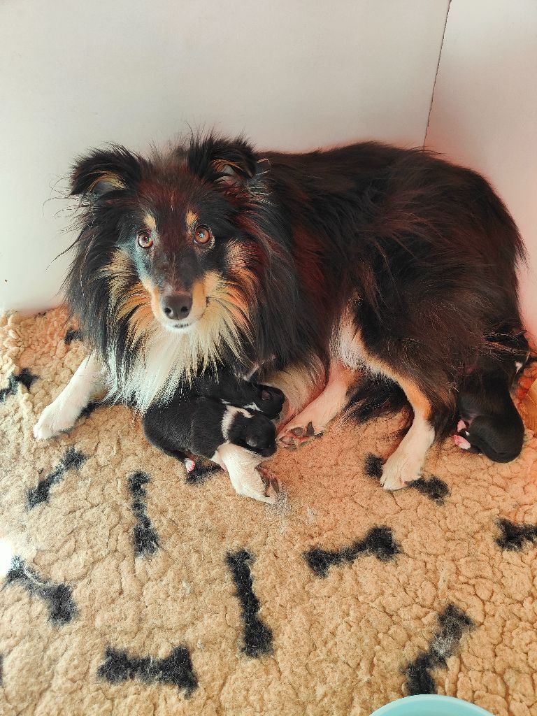 chiot Shetland Sheepdog Domaine Du Trimaleï