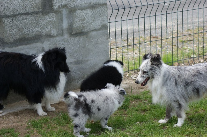 Domaine Du Trimaleï - Shetland Sheepdog - Portée née le 07/03/2015