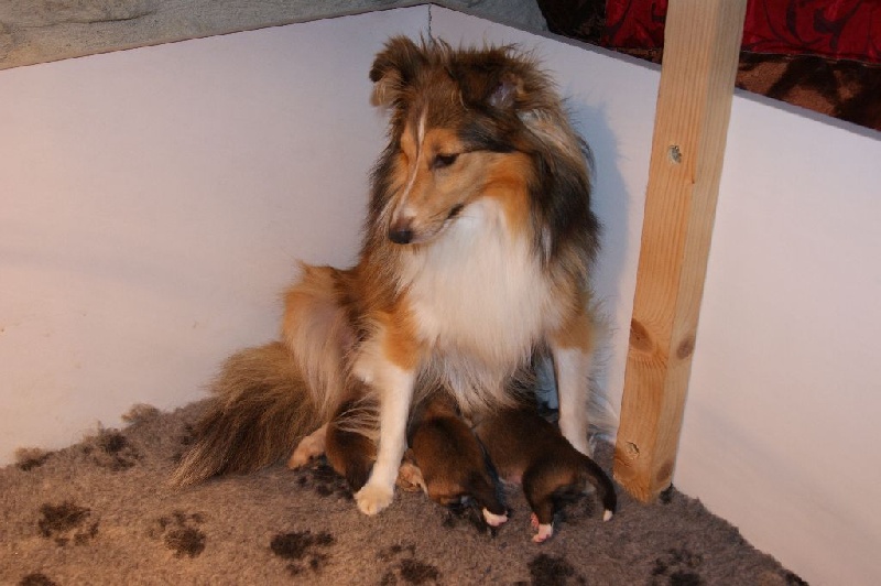 Domaine Du Trimaleï - Shetland Sheepdog - Portée née le 01/10/2015