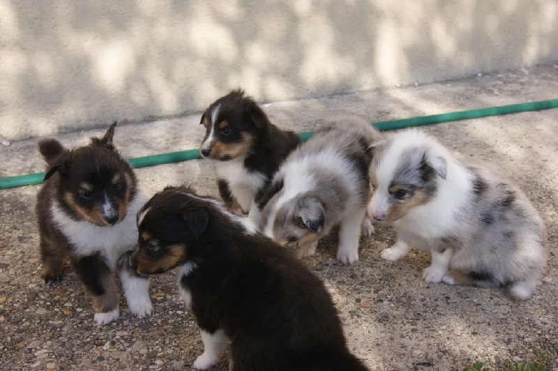 Domaine Du Trimaleï - Shetland Sheepdog - Portée née le 05/10/2015