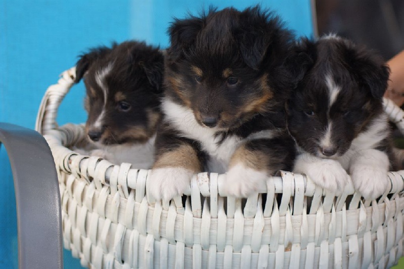 Domaine Du Trimaleï - Shetland Sheepdog - Portée née le 17/06/2016