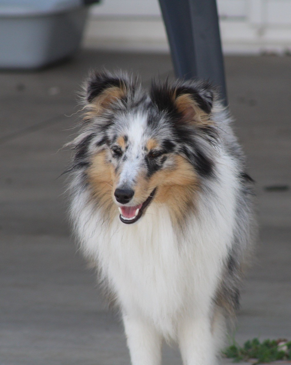 Athéna blue Domaine Du Trimaleï