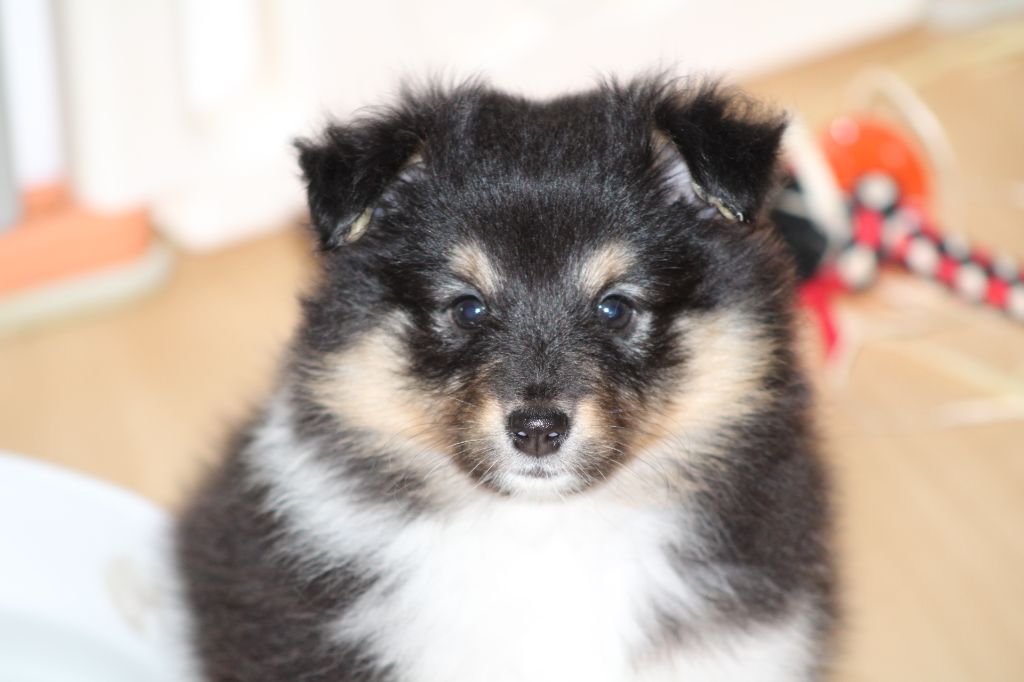 Domaine Du Trimaleï - Chiots disponibles - Shetland Sheepdog