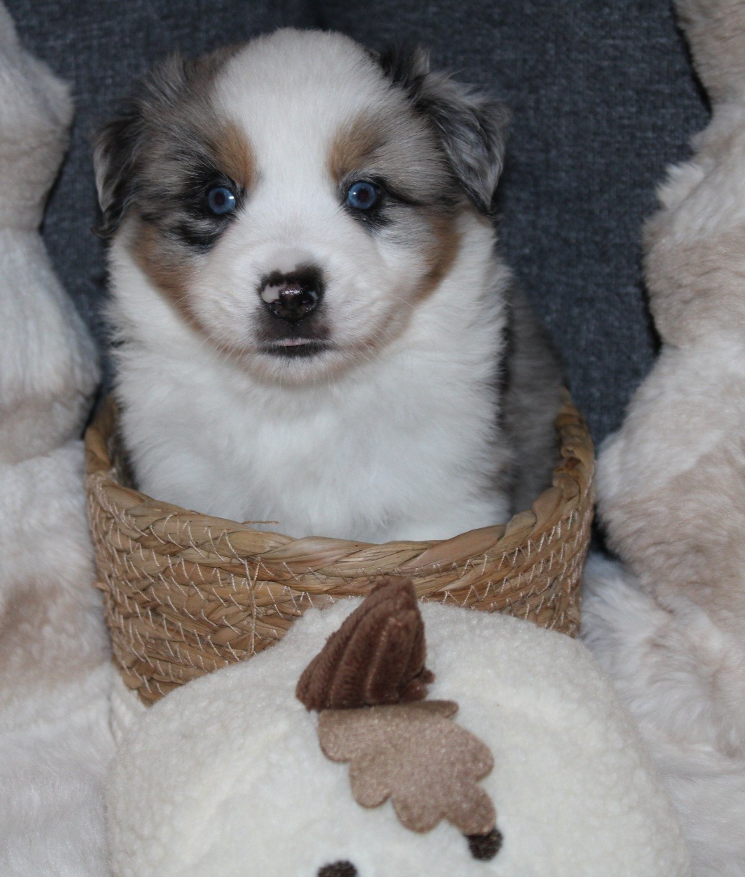 Domaine Du Trimaleï - Chiots disponibles - Berger Américain Miniature 