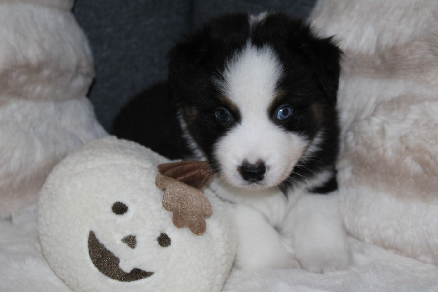 Domaine Du Trimaleï - Chiots disponibles - Berger Américain Miniature 