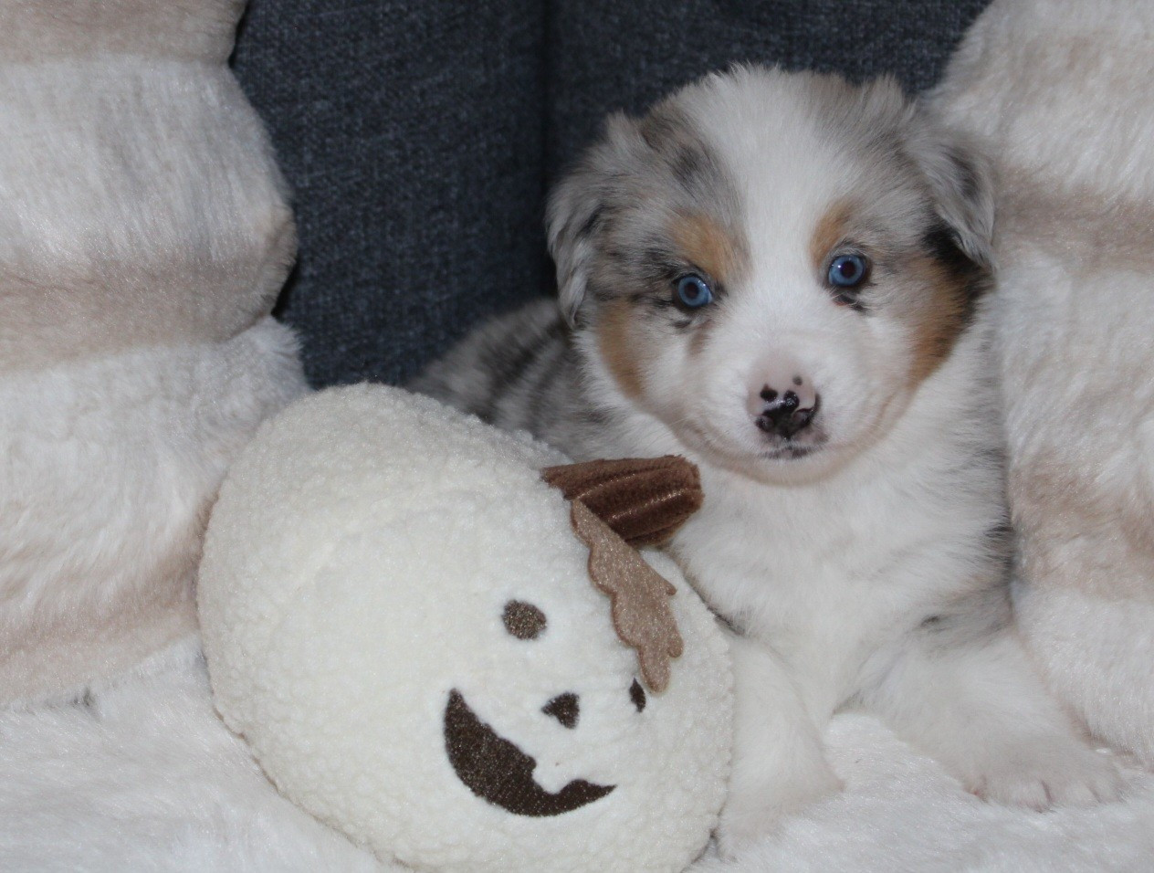 Domaine Du Trimaleï - Chiots disponibles - Berger Américain Miniature 