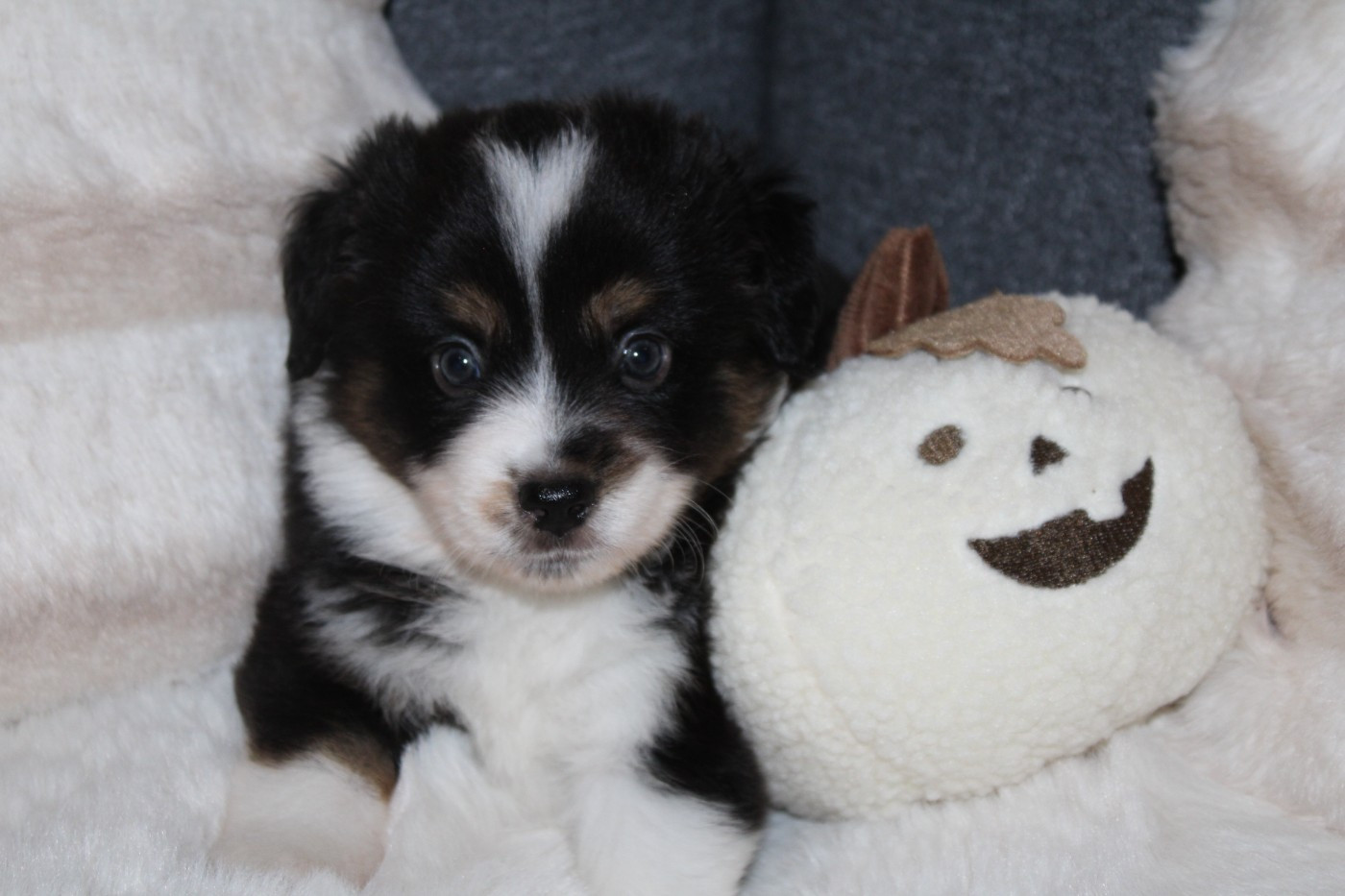 Domaine Du Trimaleï - Chiots disponibles - Berger Américain Miniature 