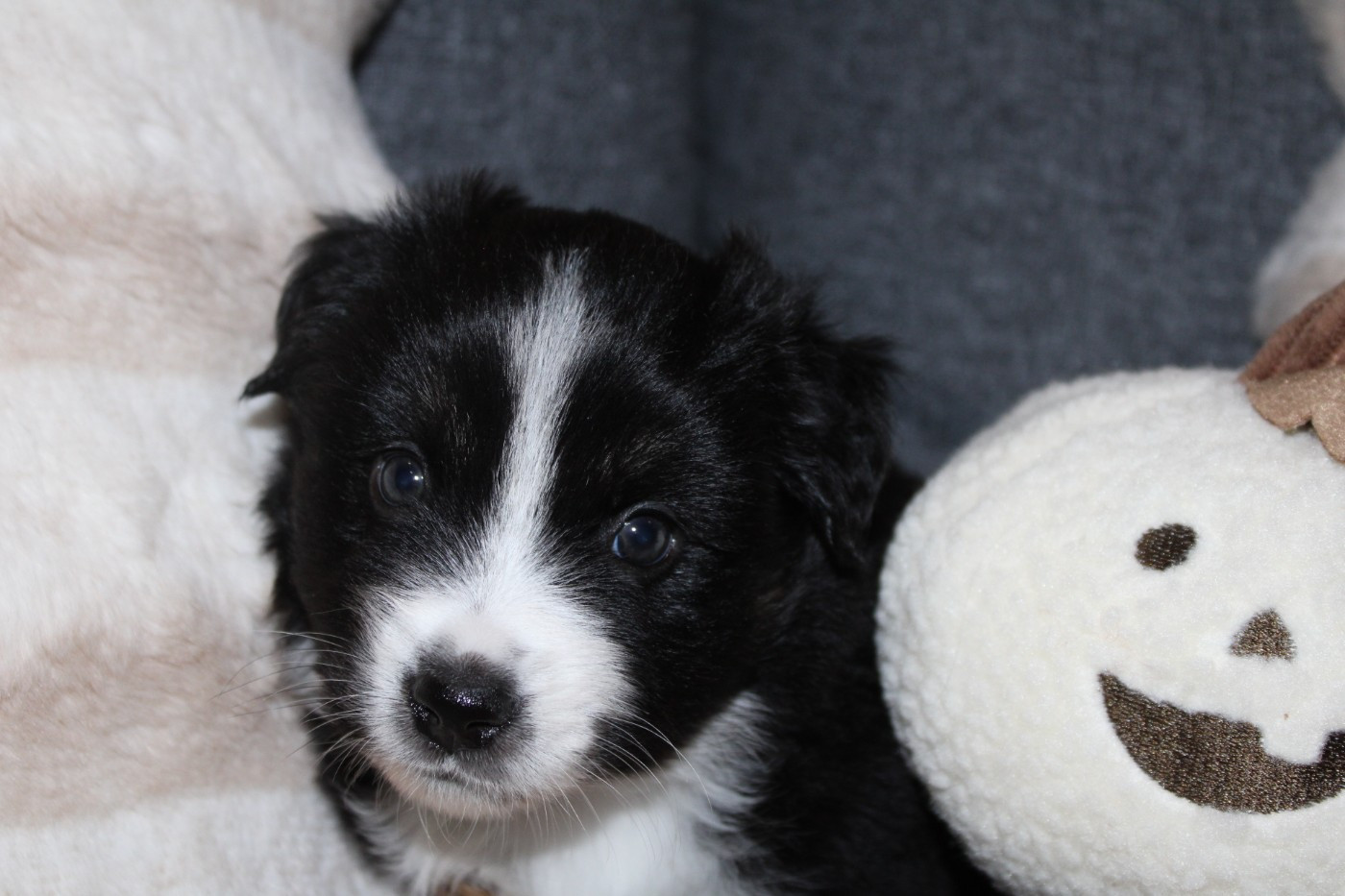 Domaine Du Trimaleï - Chiots disponibles - Berger Américain Miniature 