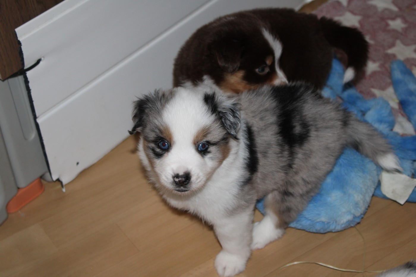 Domaine Du Trimaleï - Berger Américain Miniature  - Portée née le 29/09/2025