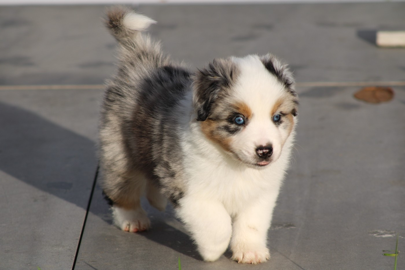 Domaine Du Trimaleï - Chiots disponibles - Berger Américain Miniature 