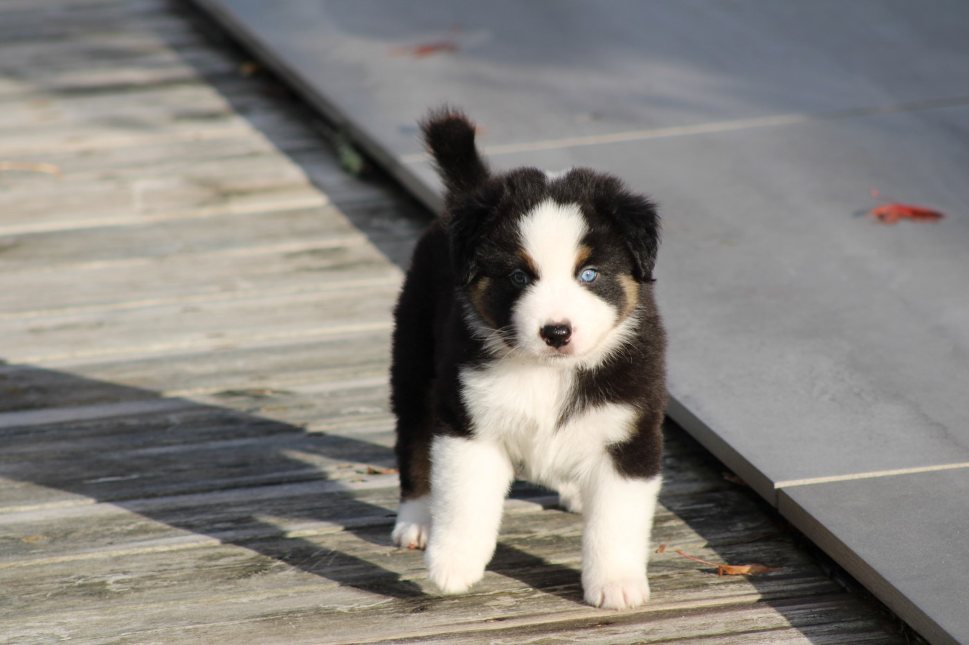 Domaine Du Trimaleï - Chiots disponibles - Berger Américain Miniature 