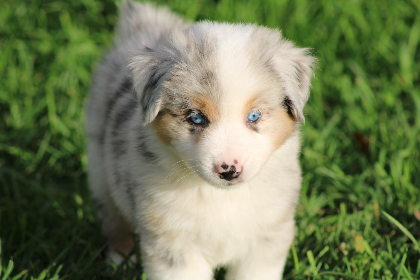 Domaine Du Trimaleï - Chiots disponibles - Berger Américain Miniature 