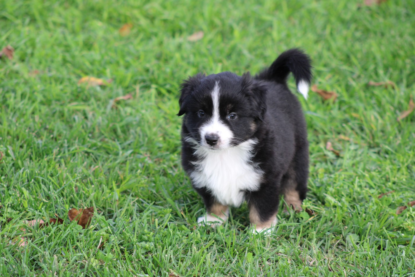 Domaine Du Trimaleï - Chiots disponibles - Berger Américain Miniature 