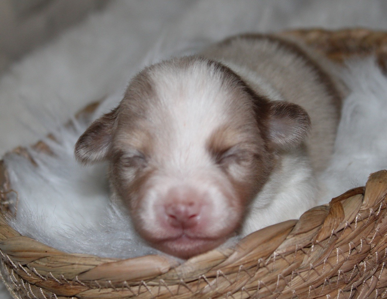 Domaine Du Trimaleï - Chiots disponibles - Berger Américain Miniature 