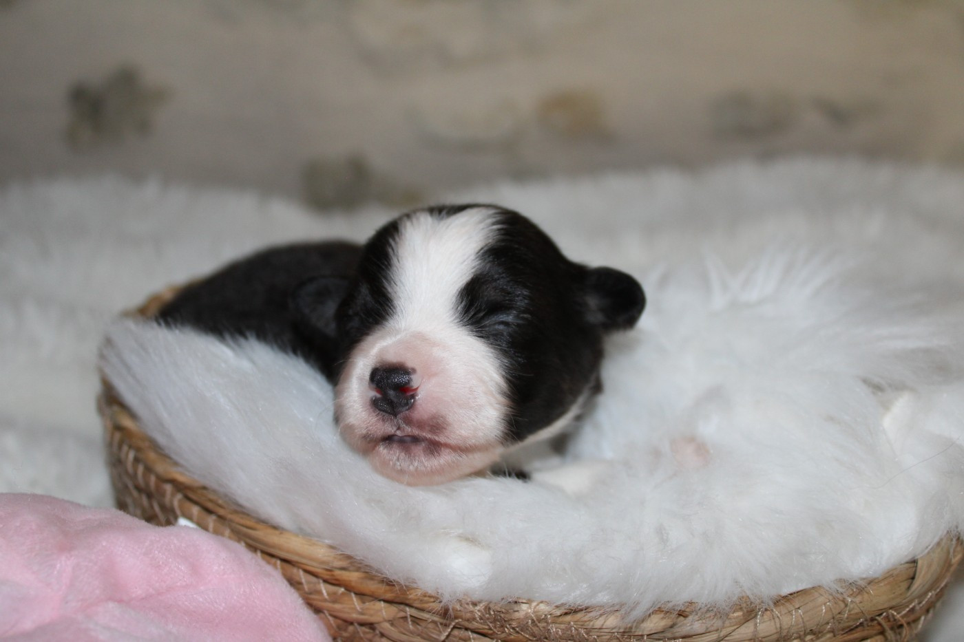 Domaine Du Trimaleï - Chiots disponibles - Berger Américain Miniature 