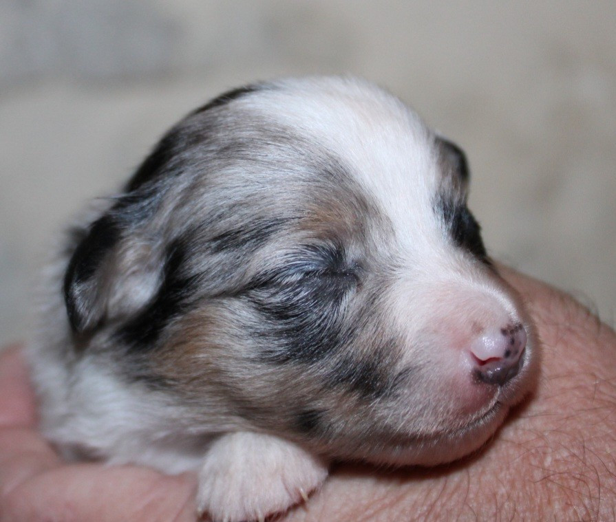 Domaine Du Trimaleï - Chiots disponibles - Berger Américain Miniature 