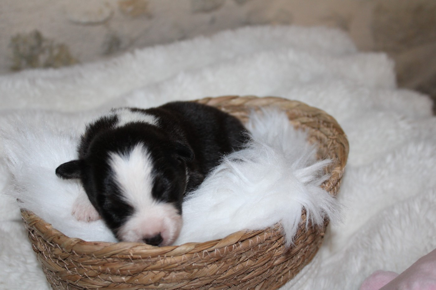 Domaine Du Trimaleï - Chiots disponibles - Berger Américain Miniature 