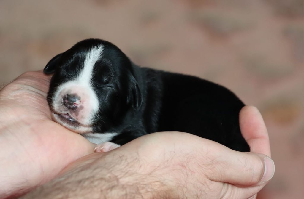 Domaine Du Trimaleï - Chiots disponibles - Berger Américain Miniature 