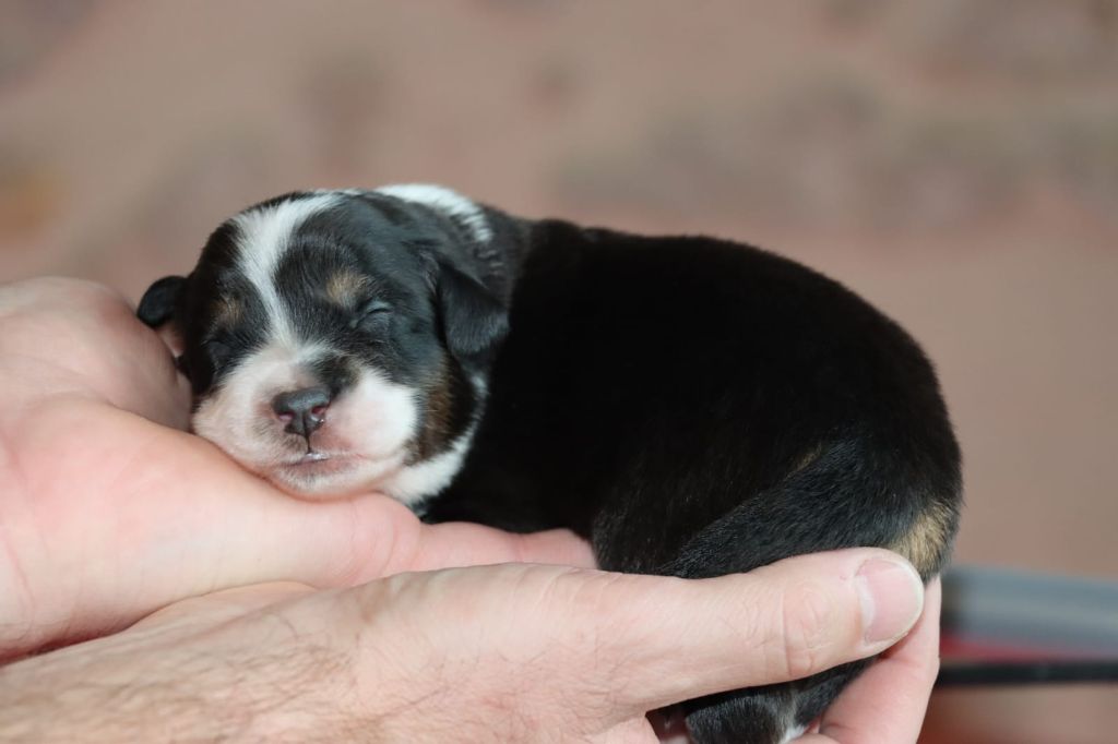 Domaine Du Trimaleï - Chiots disponibles - Berger Américain Miniature 