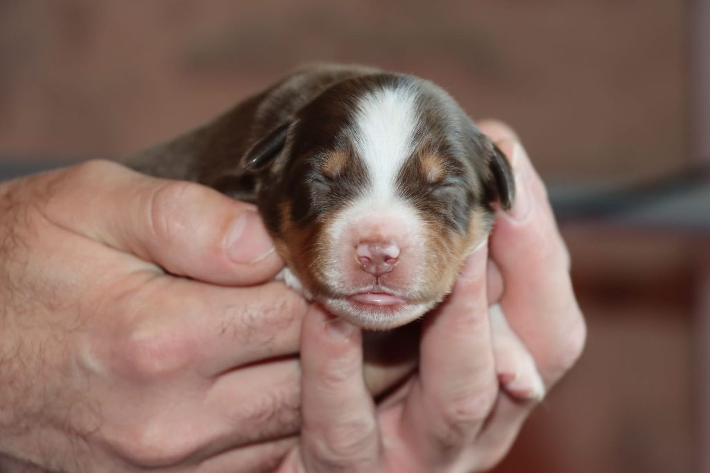 Domaine Du Trimaleï - Chiots disponibles - Berger Américain Miniature 
