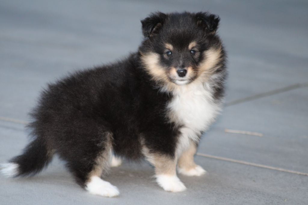Domaine Du Trimaleï - Shetland Sheepdog - Portée née le 19/04/2025