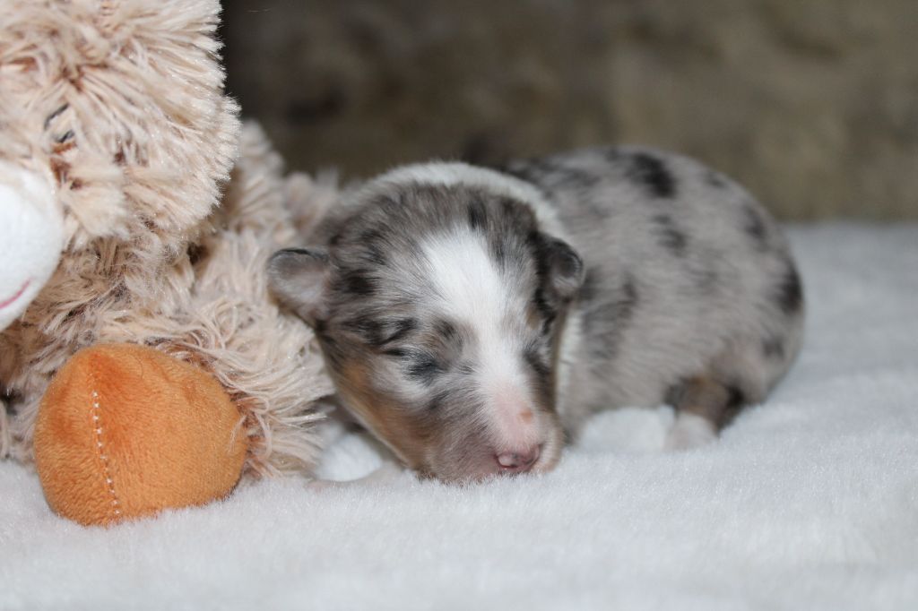 Domaine Du Trimaleï - Chiots disponibles - Shetland Sheepdog