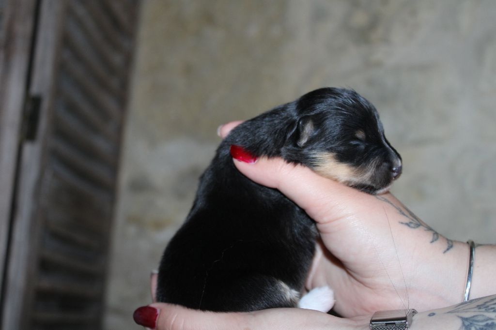 Domaine Du Trimaleï - Chiots disponibles - Shetland Sheepdog