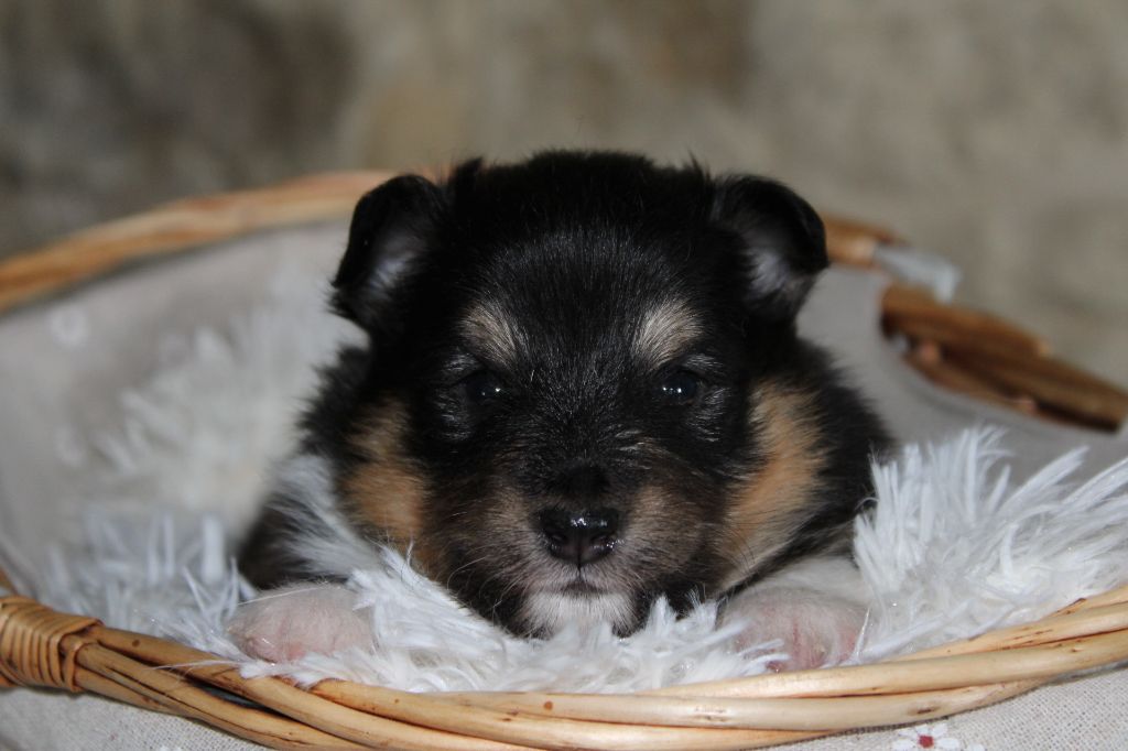 Domaine Du Trimaleï - Chiots disponibles - Shetland Sheepdog