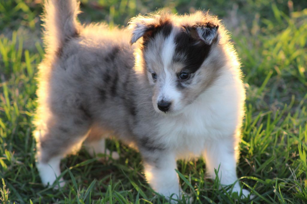 Domaine Du Trimaleï - Chiots disponibles - Shetland Sheepdog