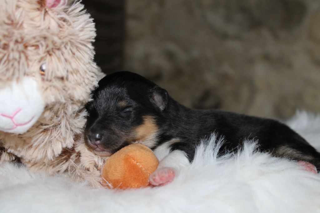 Domaine Du Trimaleï - Chiots disponibles - Shetland Sheepdog